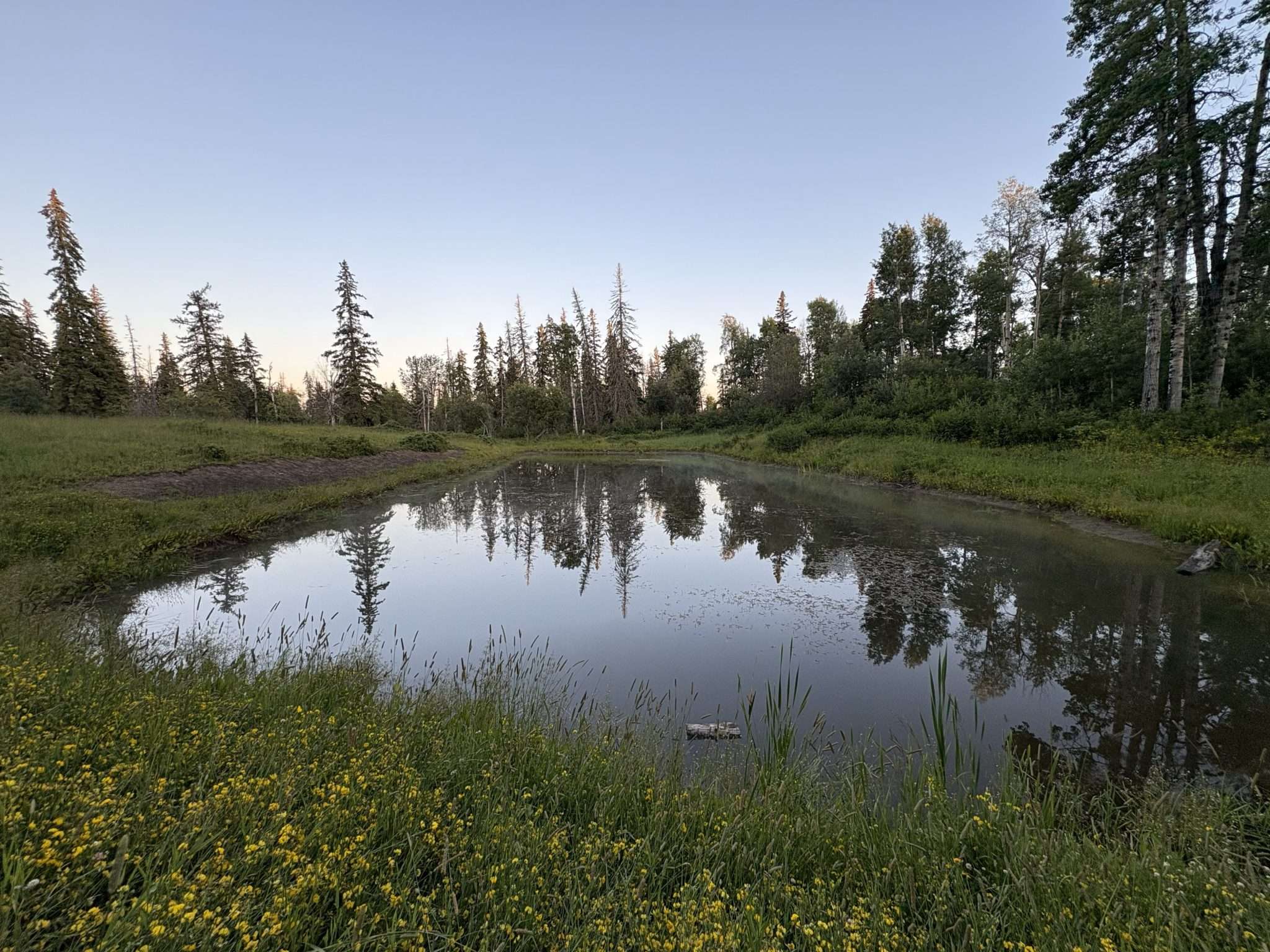 A pond and wetland edge at dusk, good foraging habitat for bats.