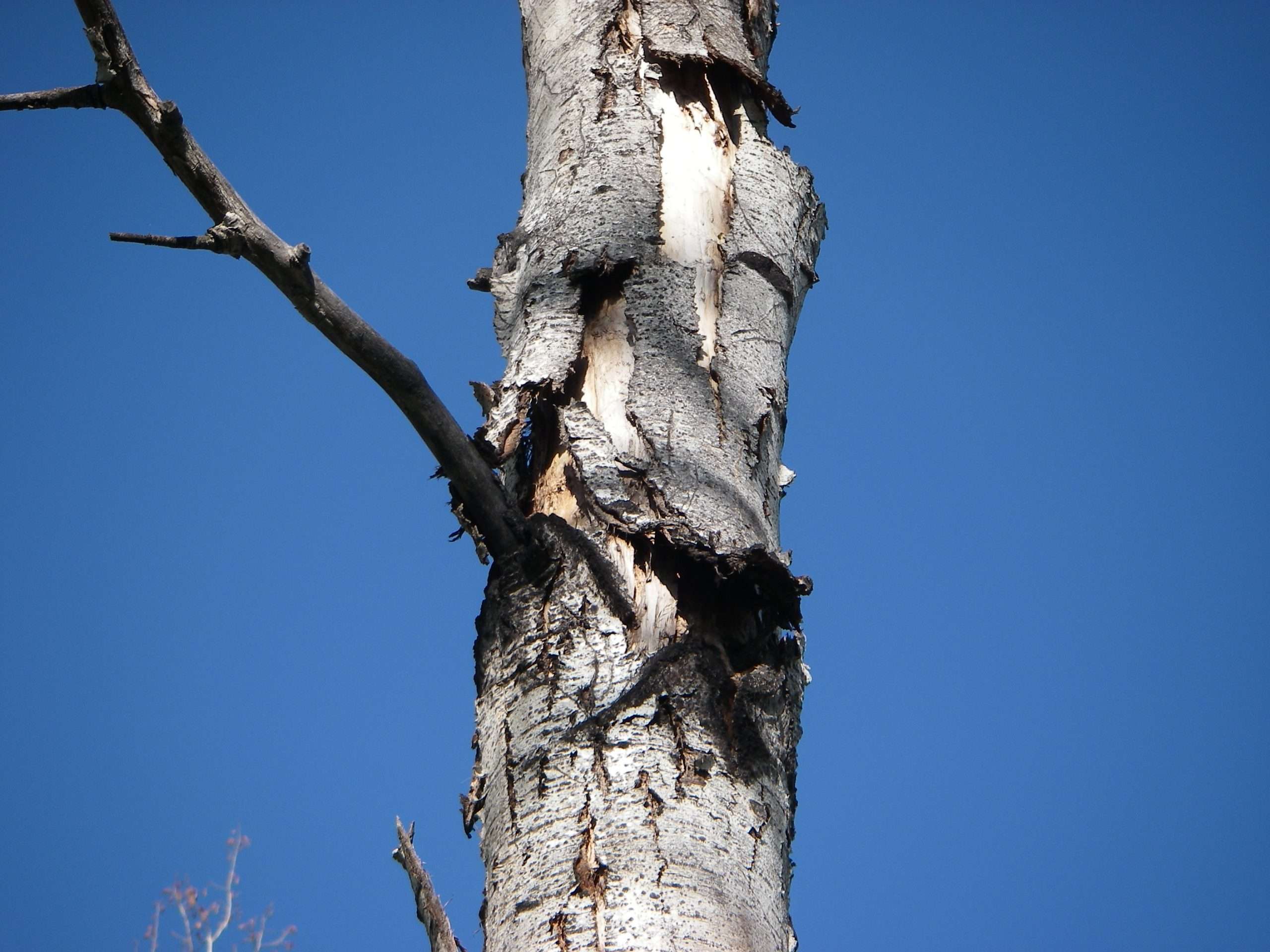 An old tree with peeling bark and deep crevices, natural bat roost habitat.