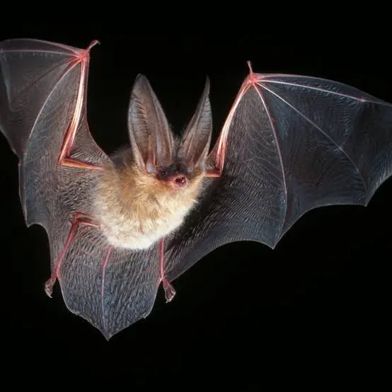 Townsend's Big-eared Bat